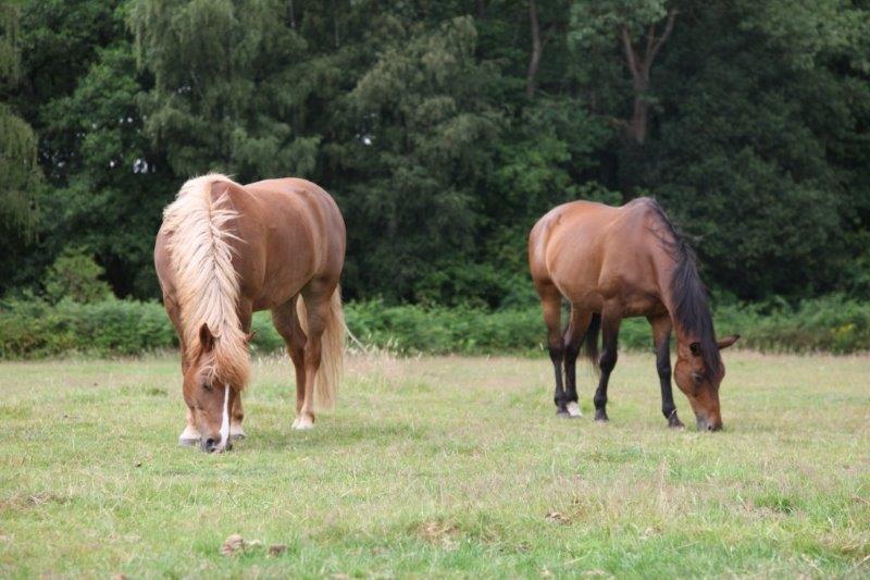 Farm Stay Luythoeve Meeuwen Εξωτερικό φωτογραφία